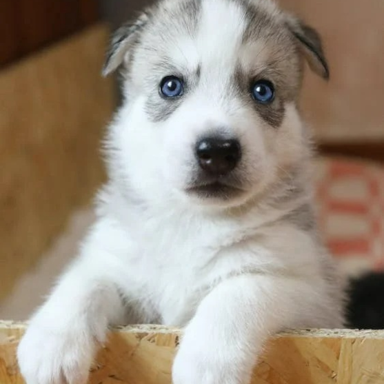 blue eyes Pomsky puppy